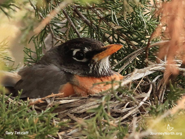 Robin habitat must have trees or other high places where the nest can be hidden from predators and protected from bad weather. In early spring before leaf-out, the first nest is often built in an evergreen tree. Later, robins will build in decidious trees.