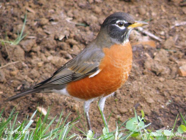 Will a robin choose your neighborhood? Look to see how it will meet the family's needs during the nesting season. Survey for water for bathing and drinking, earthworms and insects to eat, shelter from weather and predators. This spring, try see your neighborhood through the eyes of robin.