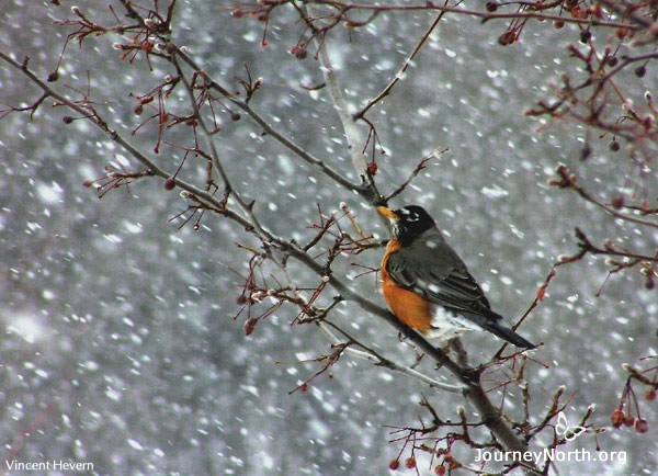 Snow covers the frozen soil. Earthworms stay underground. What do robins eat in wintertime? Food is even more important than shelter in cold weather. It fuels metabolism, giving robins the fat and energy they need to move, stay warm, and survive.
