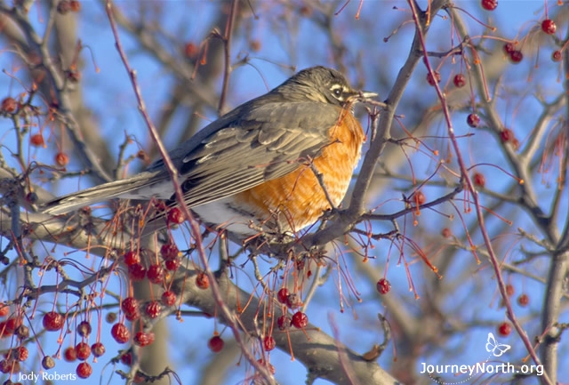 Winter robins eat berries and other fruits left on shrubs, trees, and vines. Fruit is high in calories and doesn't spoil quickly in cold temperatures. Summer's leftover fruit becomes a robin's winter diet.