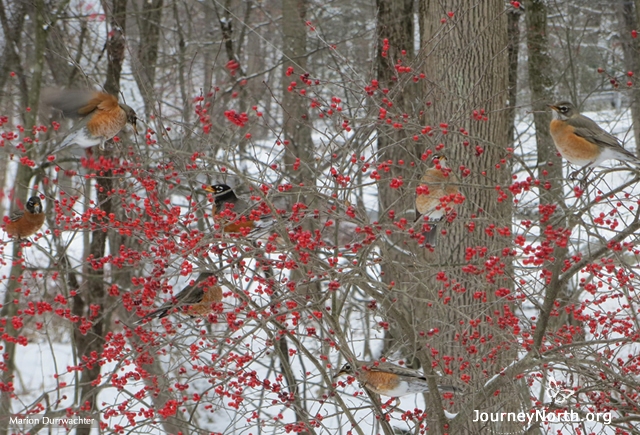Robins are nomadic in the winter. They move in search of food. They do not occupy and defend a home territory as they do during the breeding season. Most winter robins travel in flocks. Tens, hundreds, even thousands may fly together. 