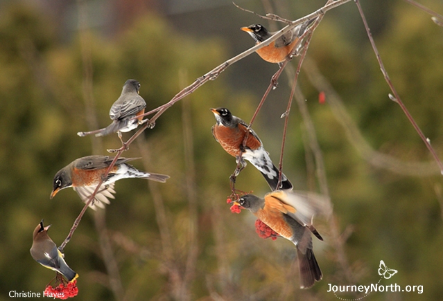 In winter, hungry flocks may appear suddenly on berry-filled trees. The robins feast on the fruit until the tree is bare. Winter robins go where the food is and stay until it's gone. 