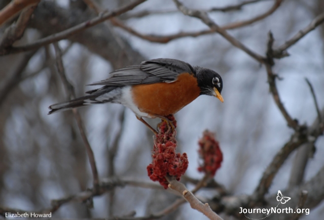 Robins eat the tastiest fruits first. By late winter and early spring they may have to shift to less favored, less nutritious leftovers. This robin settled for sumac berries when caught in an April snowstorm.