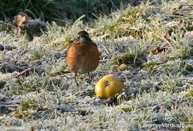 You can offer robins frozen or fresh fruit. Place apple slices, raisins, blueberries, strawberries, raspberries, or cherries on the ground. Robins may not visit bird feeders. Young robins learn that fruit grows on trees and shrubs. They just don't expect to find it anywhere else! 