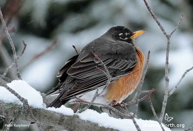 Warm and fed, this robin survives winter. Do you think he is looking for signs of spring?