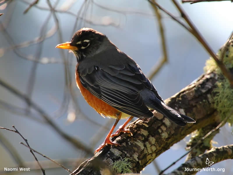 The arrival of the first robins is a welcome sign of spring, and is often closely tied to the appearance of the first earthworms.
