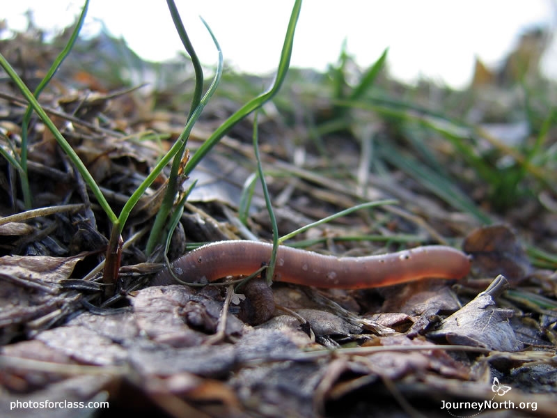 In the spring, earthworms move upward after the ground thaws. Earthworms travel only a few feet during this migration. 
