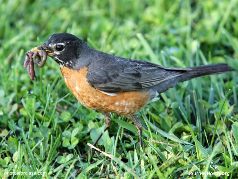 "When spring comes and frost leaves the soil, the earthworms become migrants, tunneling upward. They appear at the surface, leaving the first castings of the new season, as soon as the average temperatures of the ground reaches about 36 degrees. At the same time, the robins return from the south." From North With the Spring by Edwin Way Teale.