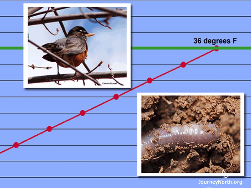 As temperatures rise, watch for these signs of spring in your backyard. Which will appear first, a worm or a robin? Will they appear together when the average temperature reaches 36 degrees?