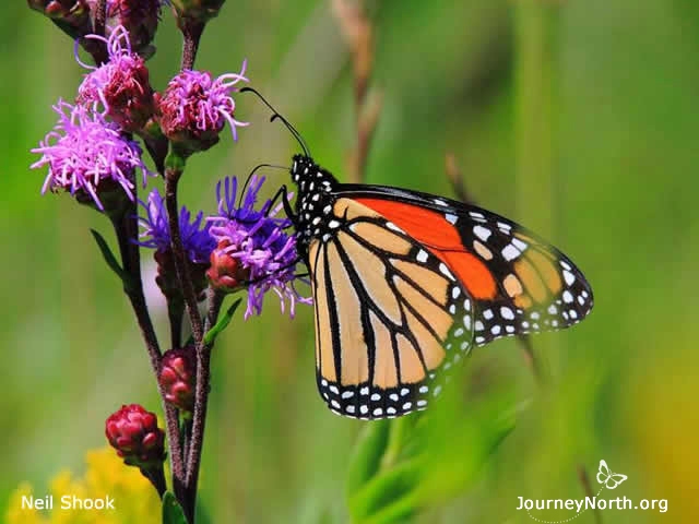 The monarch butterfly is a famous international traveler.