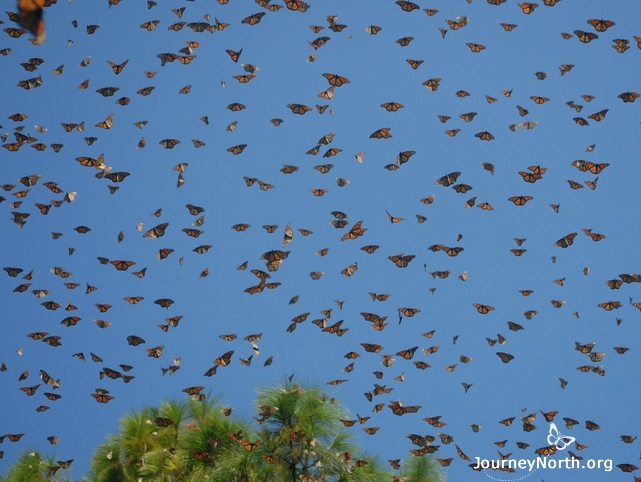 Spring migration from Mexico begins in March. The monarchs become international travelers once again.
