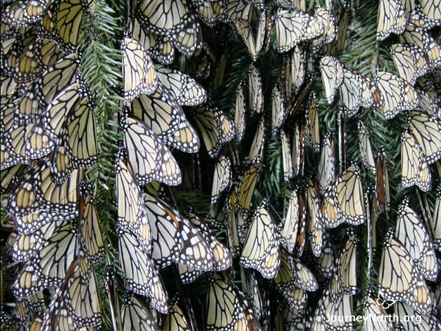 Clusters of monarchs hang in trees in Mexico for the winter. The forest shelters them.