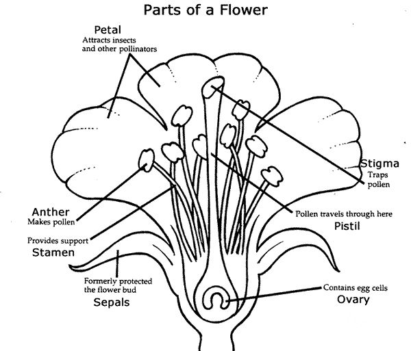 Now that you've learned the flower parts, use this flower diagram to create your own flower drawing.