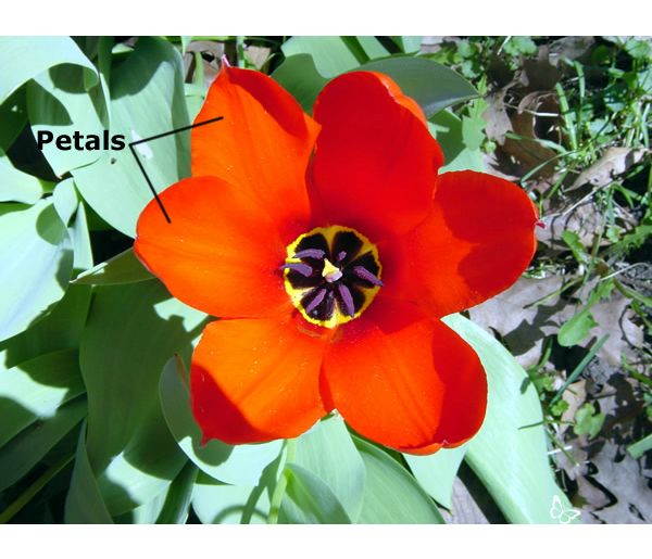 Petals are often the most colorful part of a flower. The color acts as a signal to pollinators to come over for a visit.