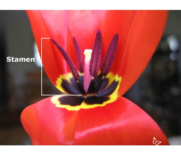 The stamens are the male part of a flower. They have 2 parts; the anther and the filament. At the top is the anther. It's loaded with pollen. The tulip pollen on this anther is purple. Can you see the stalk under the anther? It is called the filament.